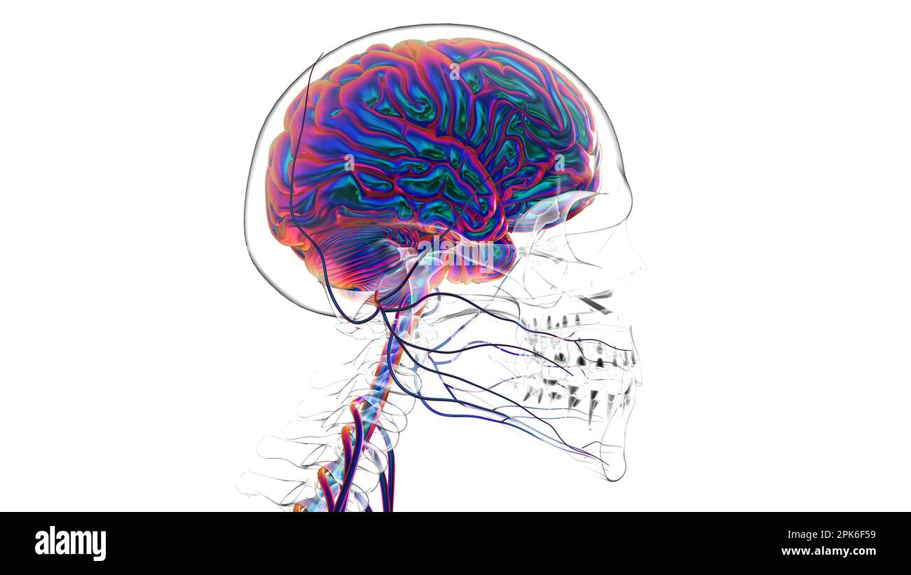 Menschliche Hirnanatomie für die medizinische Konzeptdarstellung 3D Stockfoto