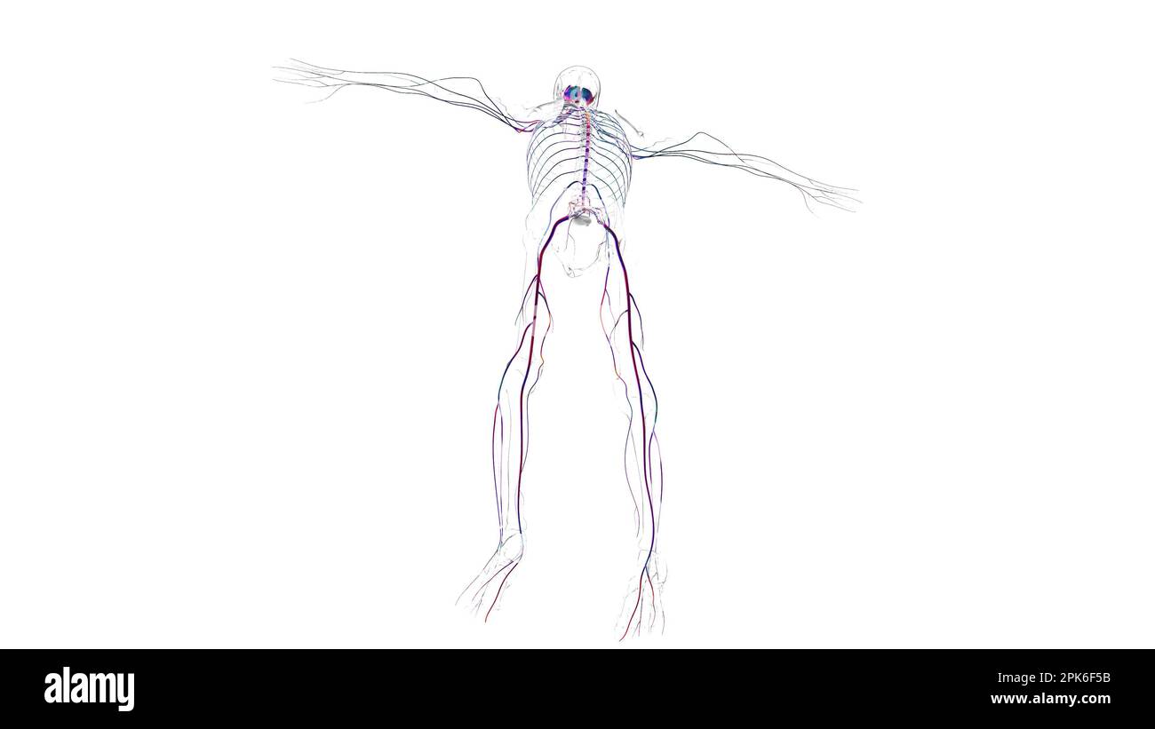 Menschliche Hirnanatomie für die medizinische Konzeptdarstellung 3D Stockfoto