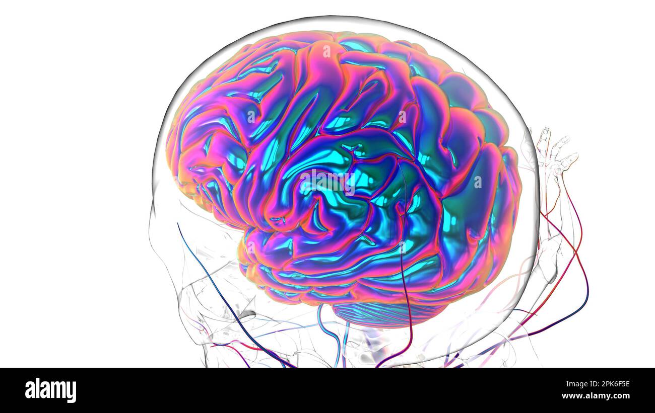 Menschliche Hirnanatomie für die medizinische Konzeptdarstellung 3D Stockfoto