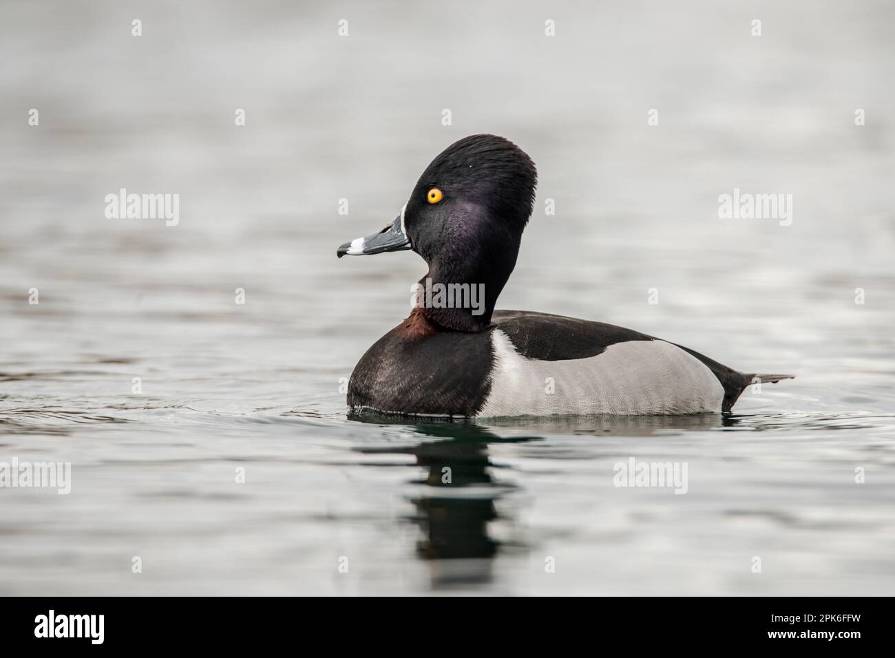 Männchen- oder drake-Ente mit Ringhalsausschnitt auf dem Wasser, Schwimmen, Augenhöhe, gut zur Identifizierung und für Porträts, Uferschutzgebiet auf der Water Ranch, Gilbert, AZ Stockfoto