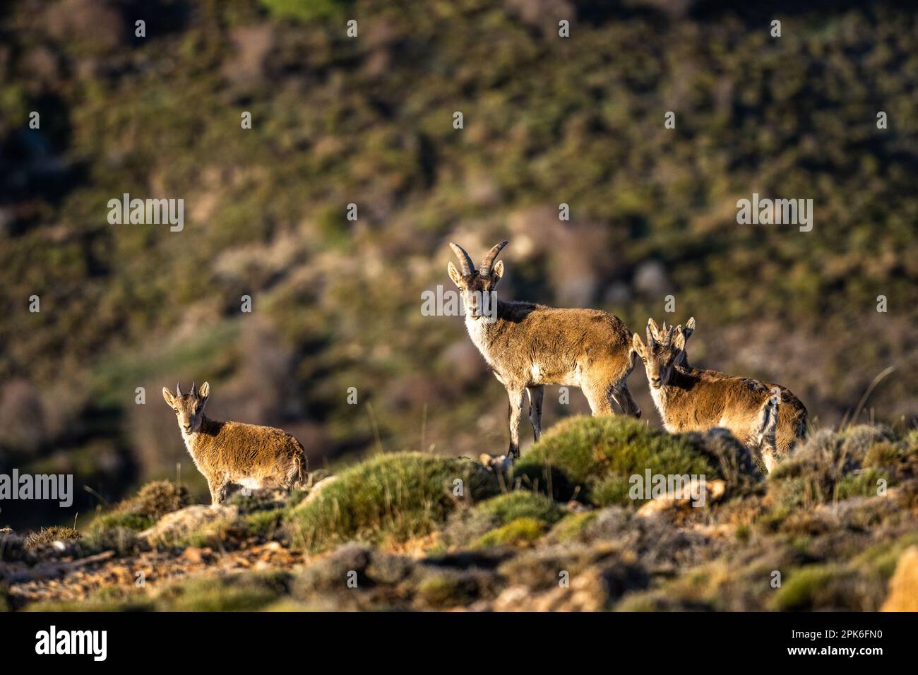 Das iberische Kiefer, auch bekannt als das spanische Kiefer, spanische Wildziege und iberische Wildziege, Capra pyrenaica. Sierra Nevada Gebirgskette. Stockfoto