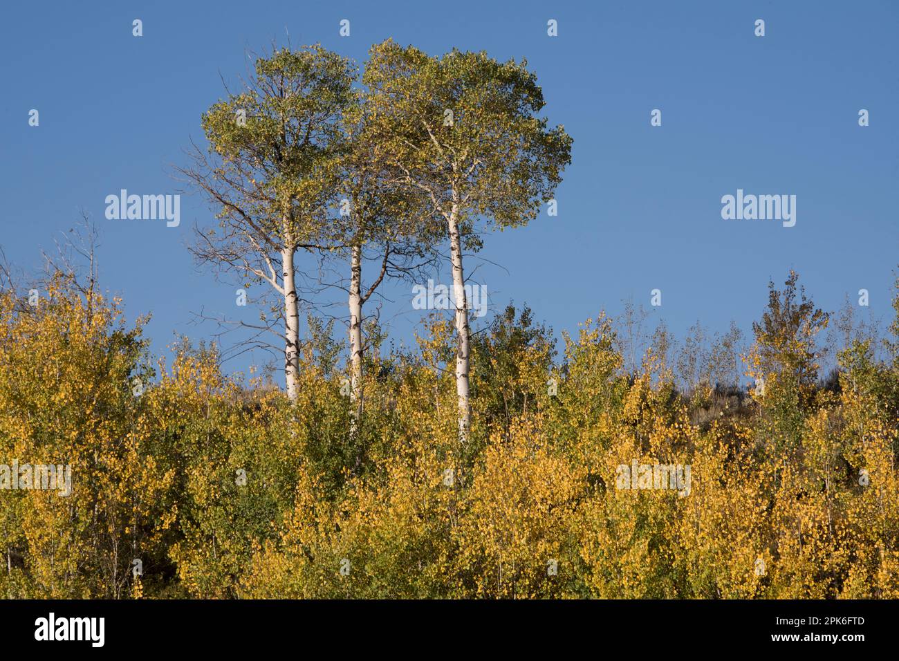 Aspen Bäume, Populus tremuloides, die über kleineren Aspen und Sträuchern stehen und im Herbst ihre Farbe wechseln, Grand Teton National Park, Wyoming, USA Stockfoto