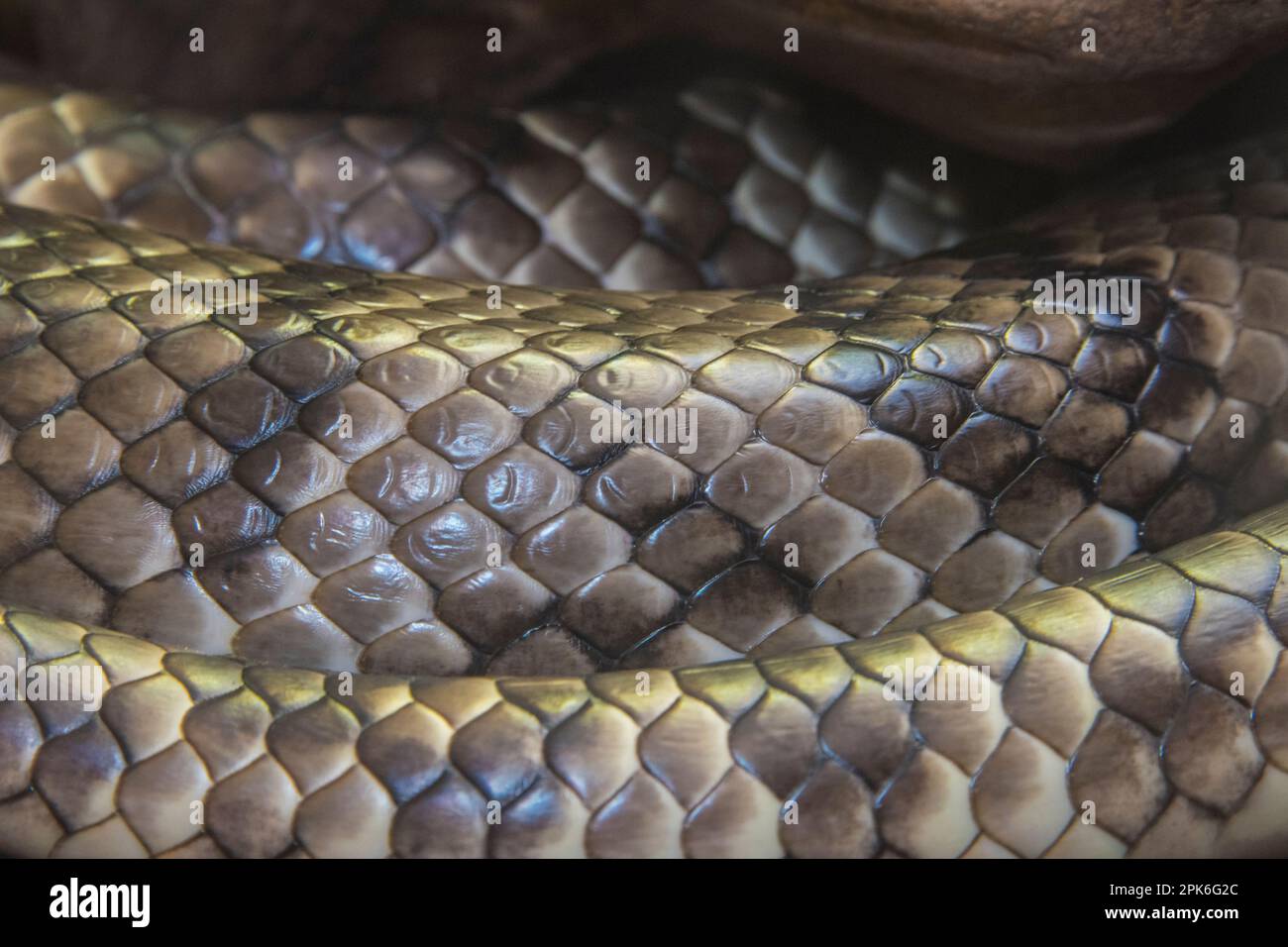 Die Spiralen einer falschen Water Cobra, die giftige Schlange aus Asien, National Zoo, Washington, DC, USA Stockfoto