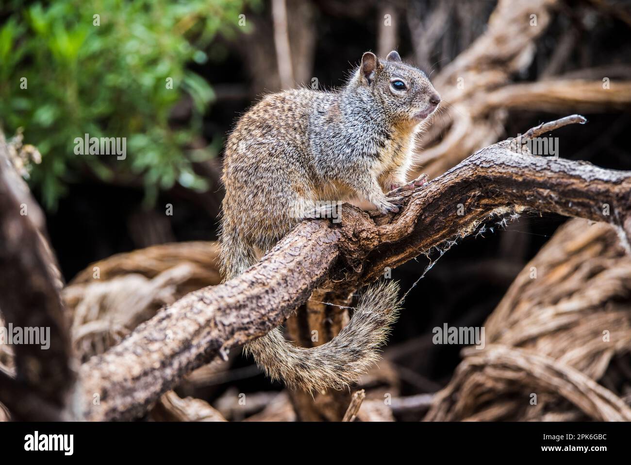 Im Uferschutzgebiet der Water Ranch, Gilbert, Arizona, USA, befindet sich ein Felsenhörnchen auf einem Zweig. Gutes Ausweisfoto Stockfoto