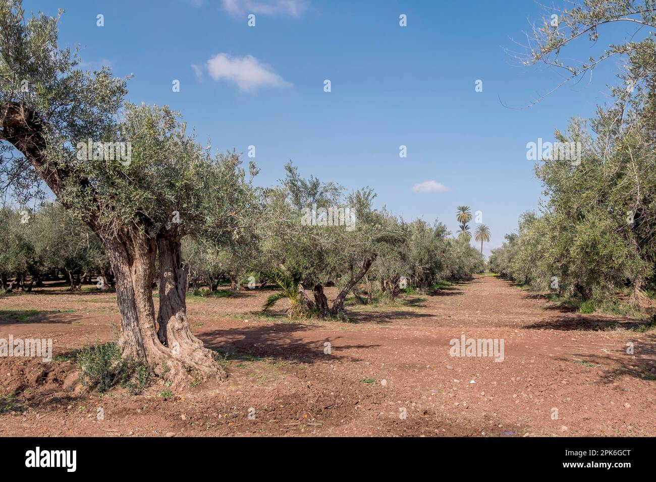 Olivenbäume (Olea europaea) in einem Hain, Marokko Stockfoto