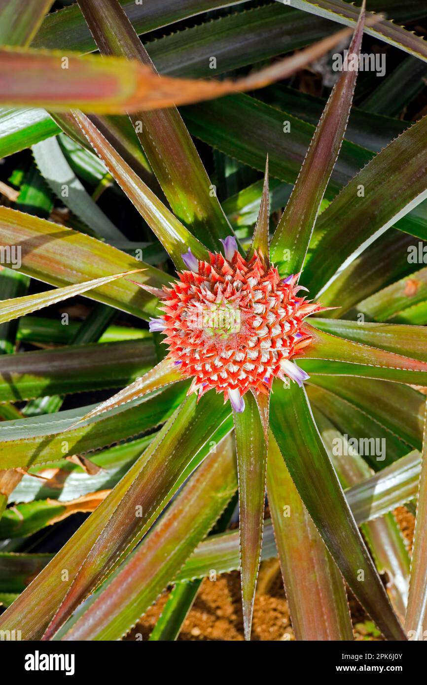 Ananaspflanze mit reifer Frucht, Mauritius Stockfoto