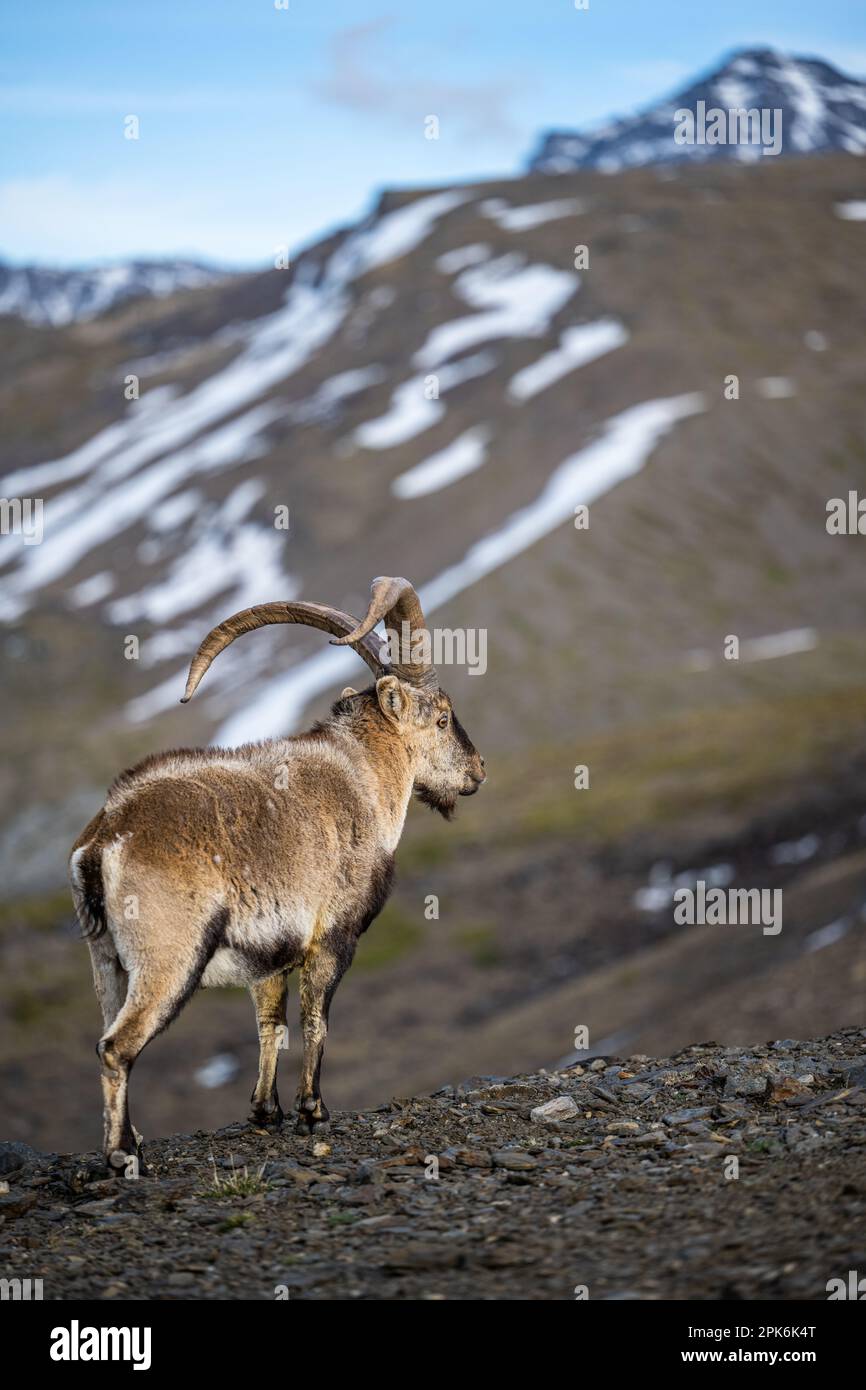 Das iberische Kiefer, auch bekannt als das spanische Kiefer, spanische Wildziege und iberische Wildziege, Capra pyrenaica. Sierra Nevada Gebirgskette. Stockfoto