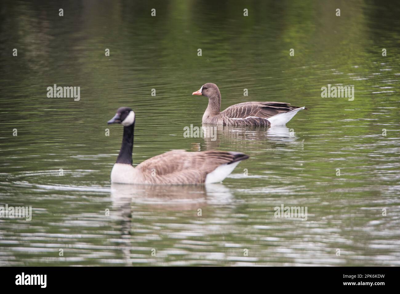 Eine reife Kanadier-Gans und eine weiße Gans zusammen auf dem Wasser für einen guten Vergleich zwischen beiden. Gilbert, Arizona, USA Stockfoto