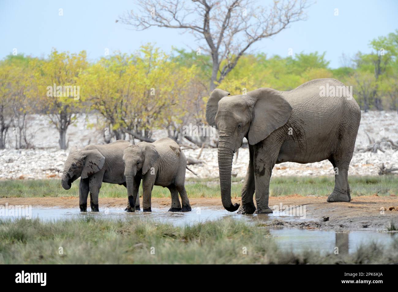 Afrikanischer Elefant (Loxodonta africana), der an der Riedfontein-Quelle im Etosha-Nationalpark, Namibia, trinkt Stockfoto