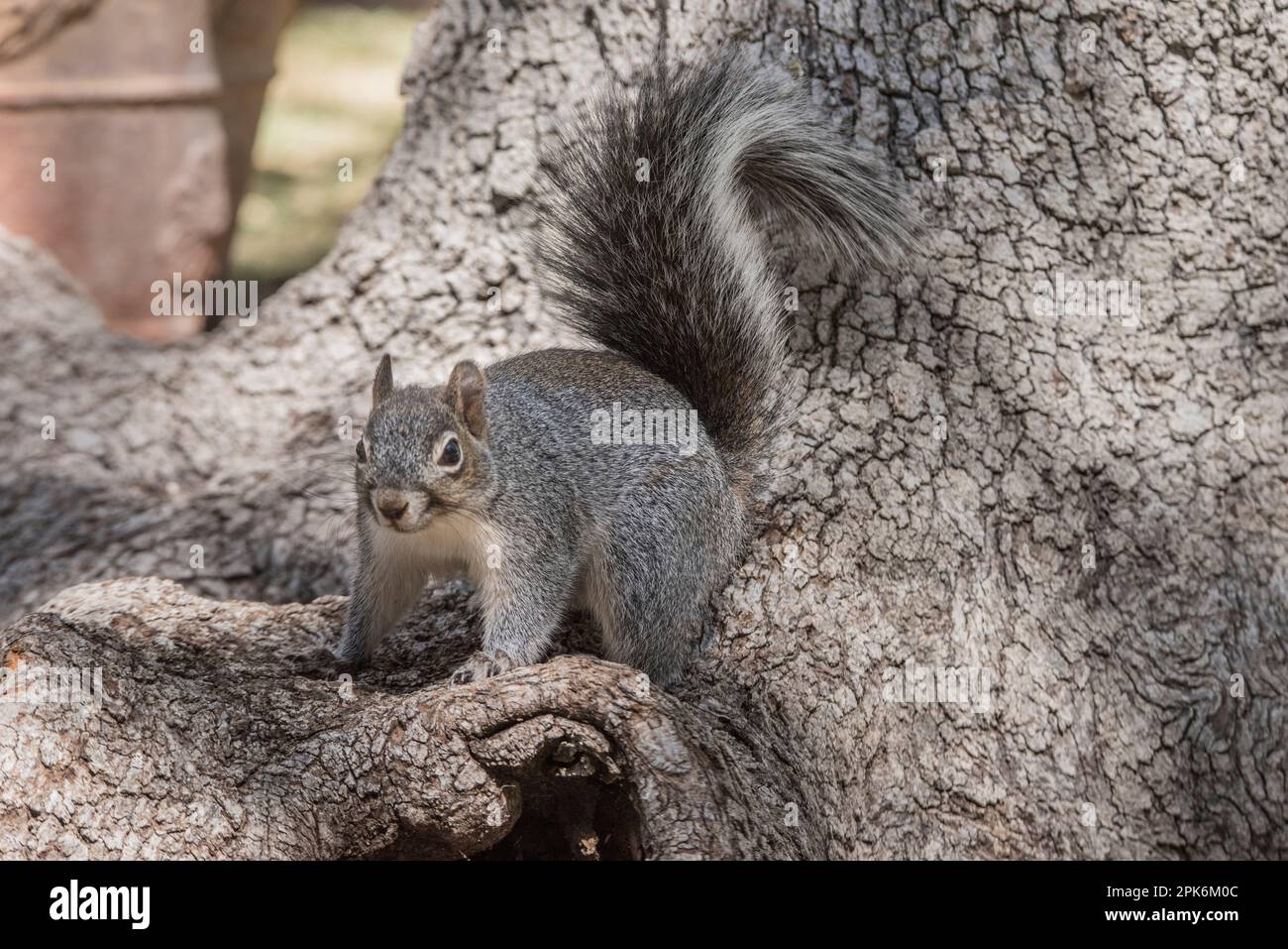 Ein Arizona Gray Squirrel, ein Nagetier mit begrenzter Verbreitung, in Ramsey Canyon, Sierra Vista, Arizona, USA Stockfoto