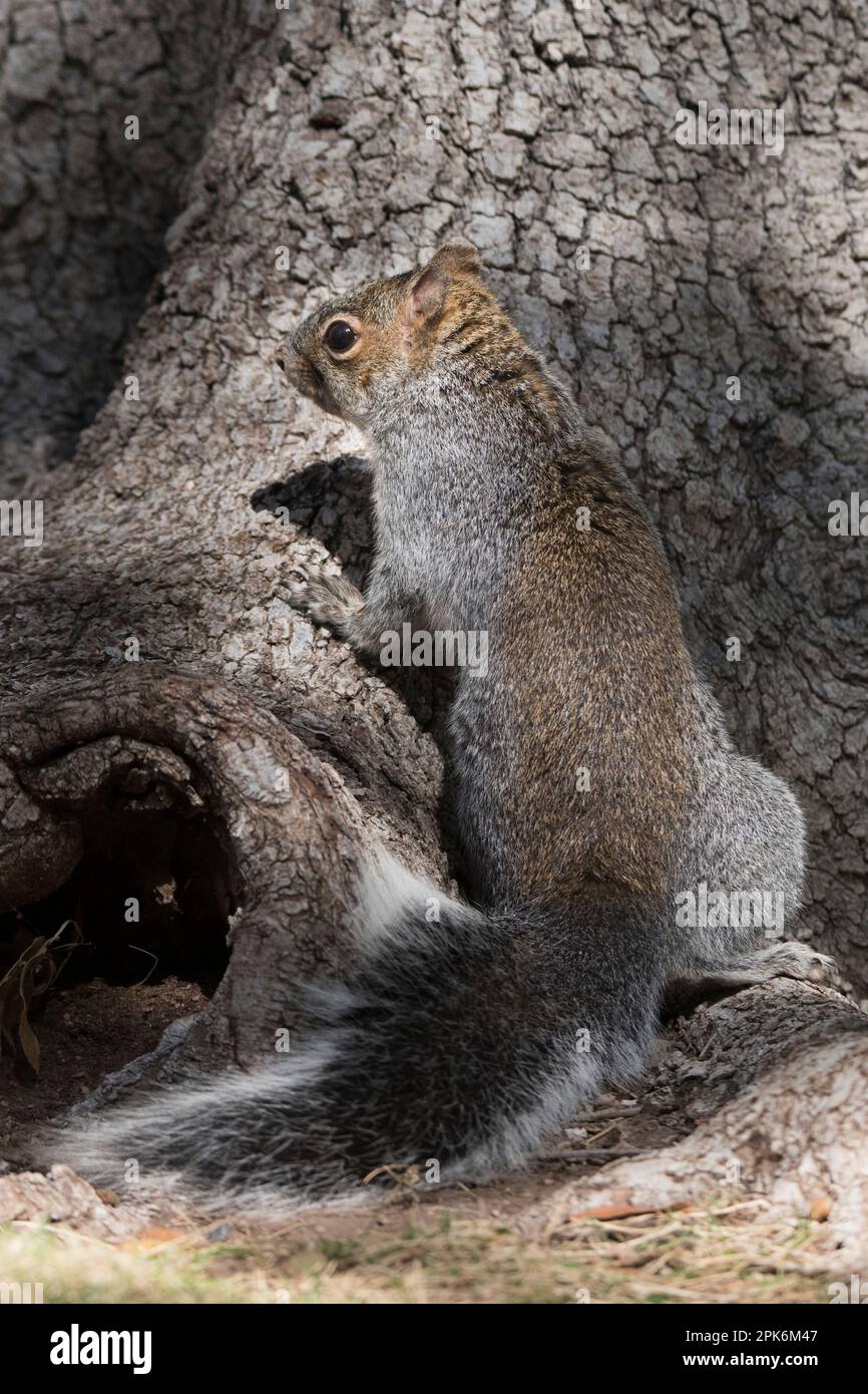 Vertikales Format eines Arizonas grauen Eichhörnchens, eines Nagetieres mit begrenzter Verbreitung in den Canyons von Arizona, Sierra Vista, Arizona, USA Stockfoto