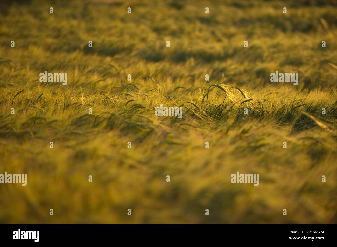 Gerste (Hordeum vulgare), abendliche Reifung auf dem Feld, Schweden Stockfoto