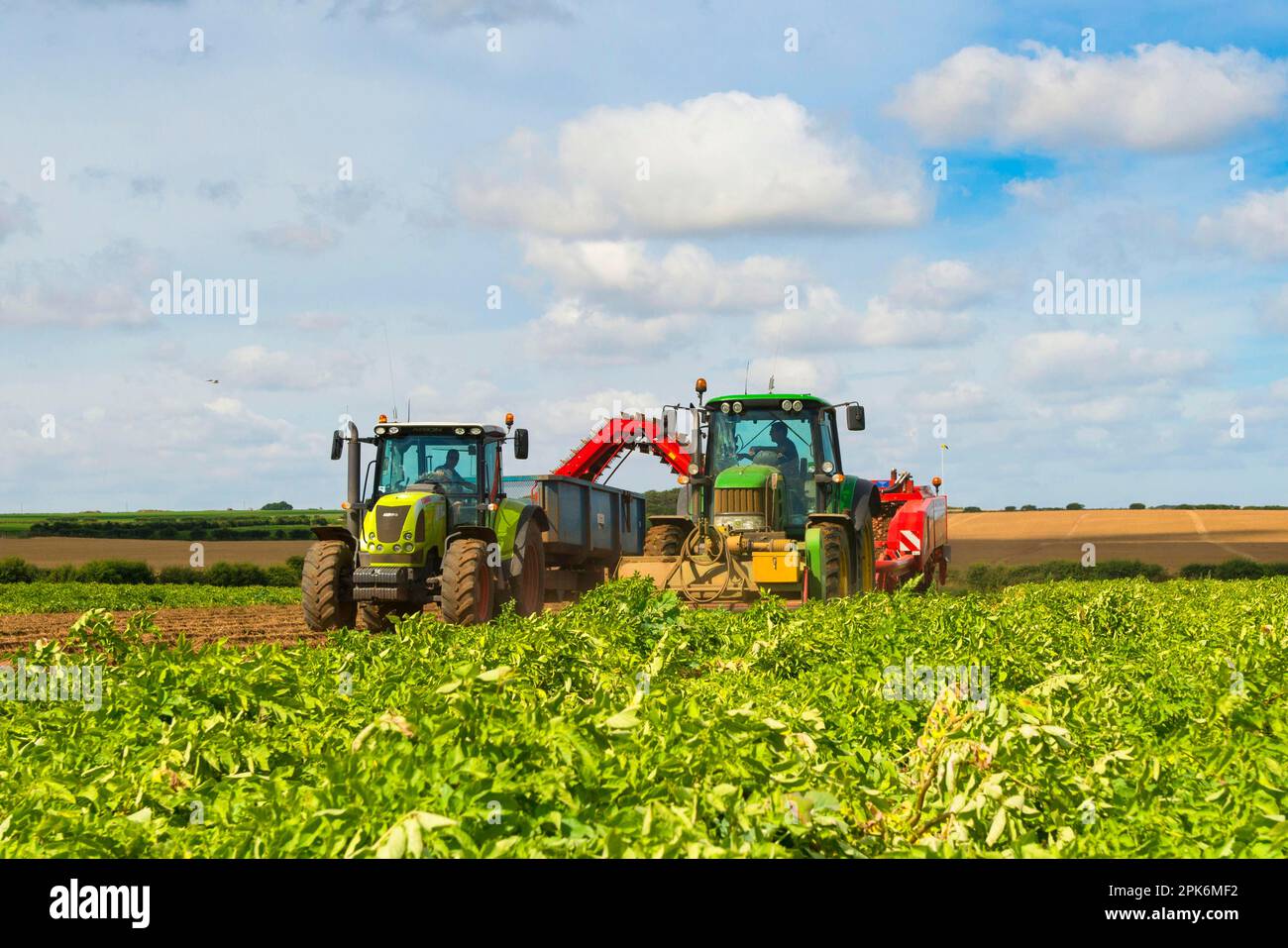 Kartoffelernte „Lady Rosetta“ (Solanum tuberosum), Erntefeld, John Deere Traktor mit Erntemaschinen-Füllanhänger, Norfolk, England Stockfoto