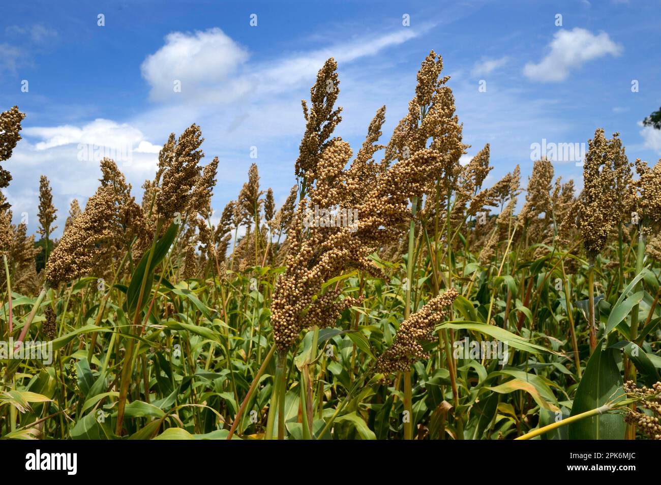 Ernte von Sorghum bicolor (Sorghum vulgare), reife Samenköpfe auf dem Feld, Gundelpet, Karnataka, Indien Stockfoto