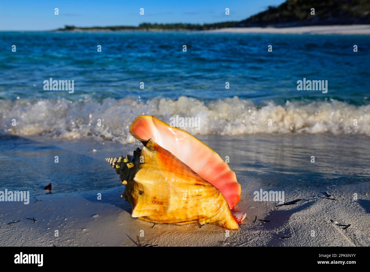 Conch Shell auf Shroud Cay, Exuma Cays, Bahamas Stockfoto