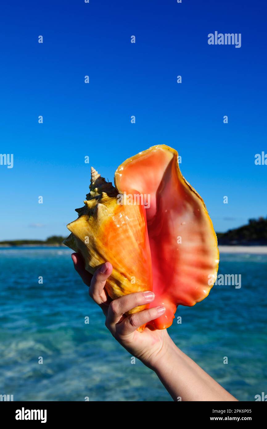 Conch Shell auf Shroud Cay, Exuma Cays, Bahamas Stockfoto