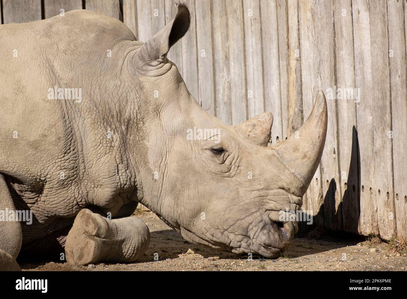 Weißes Nashorn (Ceratotherium simum), in Gefangenschaft Stockfoto