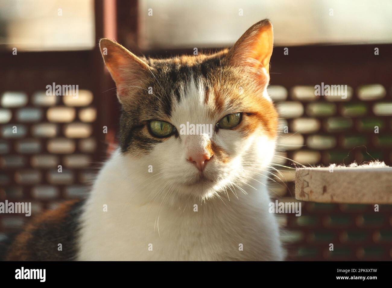 Weicher Fokus einer niedlichen Katze mit grünen Augen, die sich hinlegen und zu Hause in die Kamera schauen Stockfoto