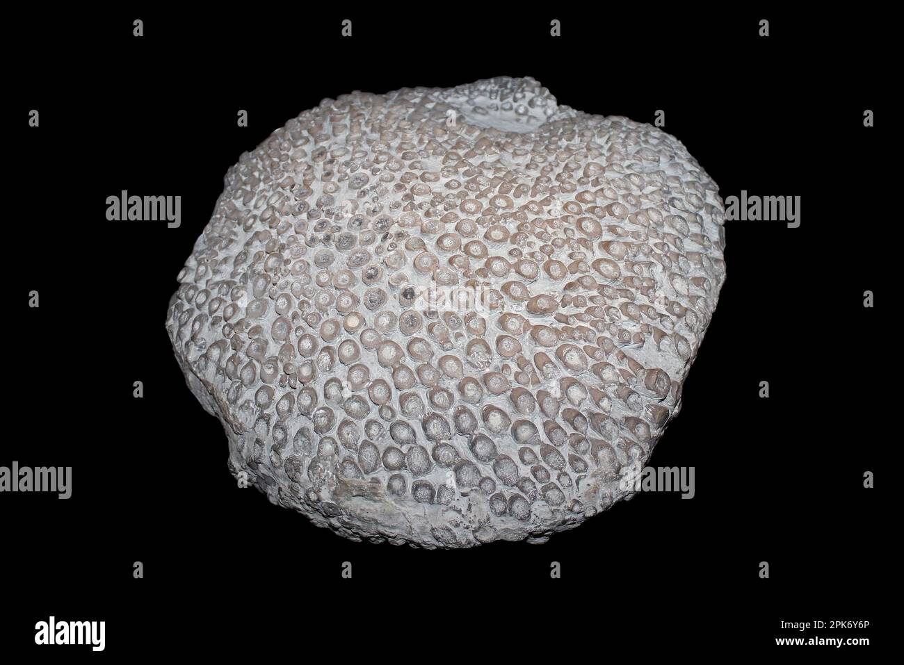 Fossil Rugose Coral Kodonophyllum truncatum Stockfoto