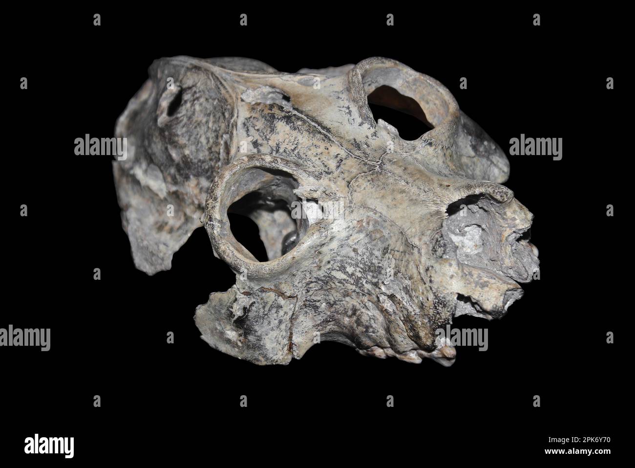 Ausgestorbener Riesenlemur-Schädel Palaeopropithecus maximus Stockfoto