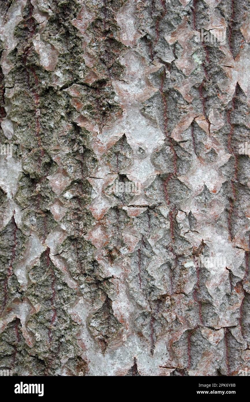 Weiße Poplar Populus alba Baumrinde Stockfoto