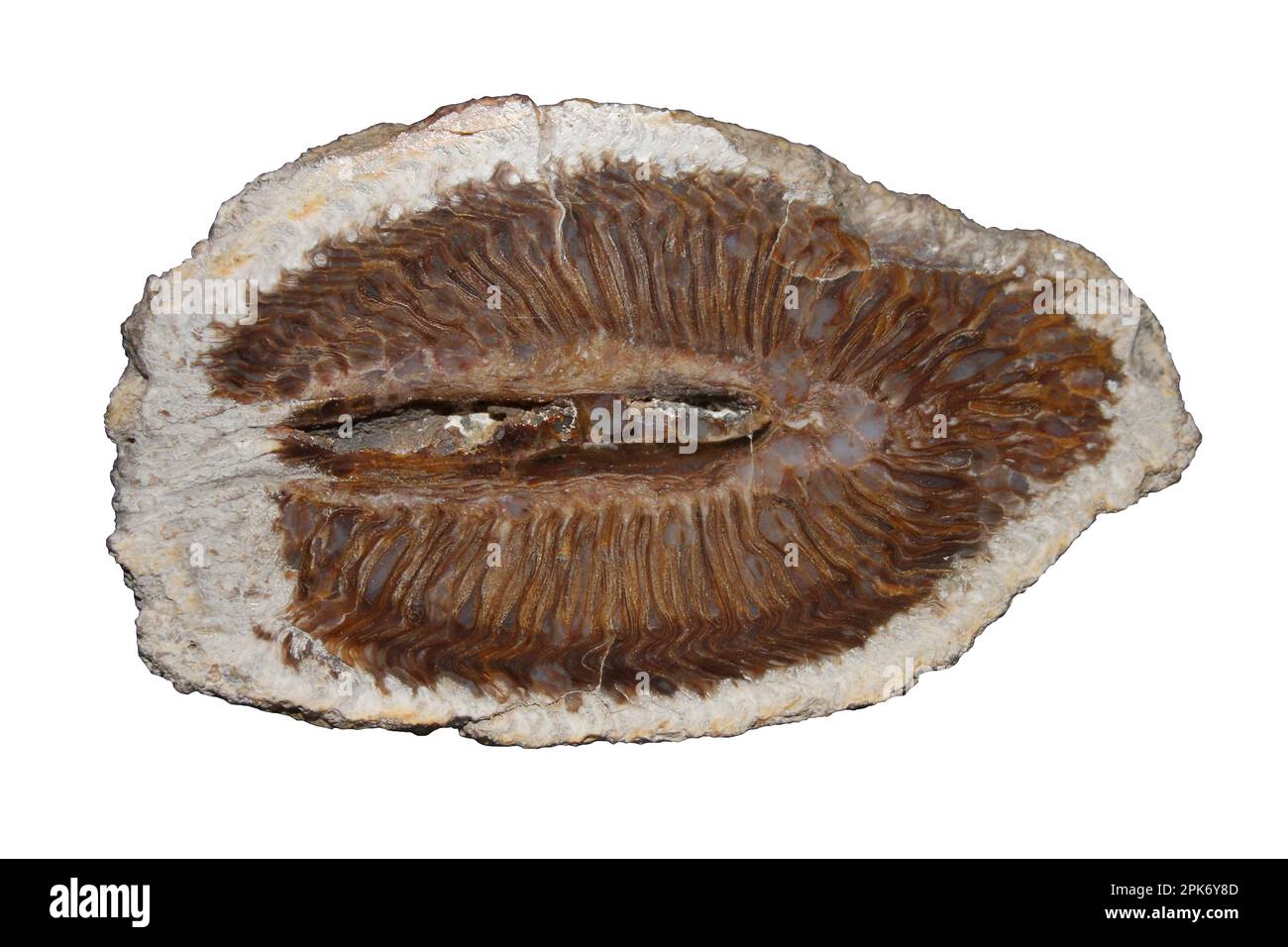 Querschnitt durch versteinert Araucaria Mirabilis Kegel, Mitte Jurassic, Patagonien Stockfoto