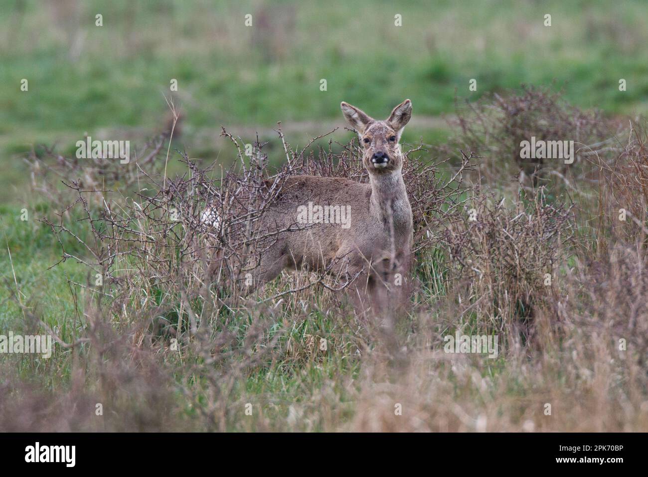 Rotwild versteckt sich in den Brahlen von Wicken Fen in Cambridgeshire, England, April 2023 Stockfoto