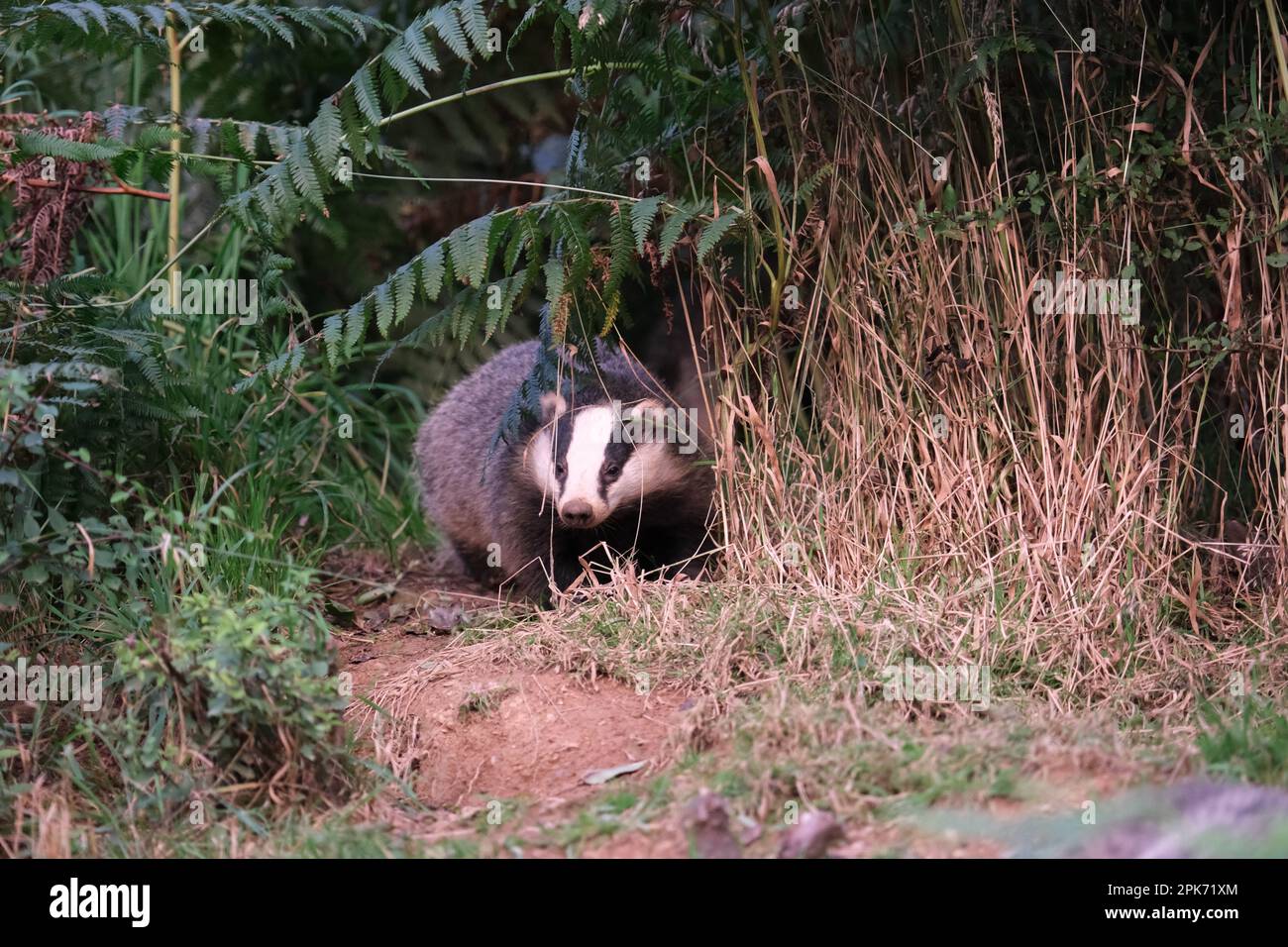 Badger mit Reflexionen in Großbritannien Stockfoto