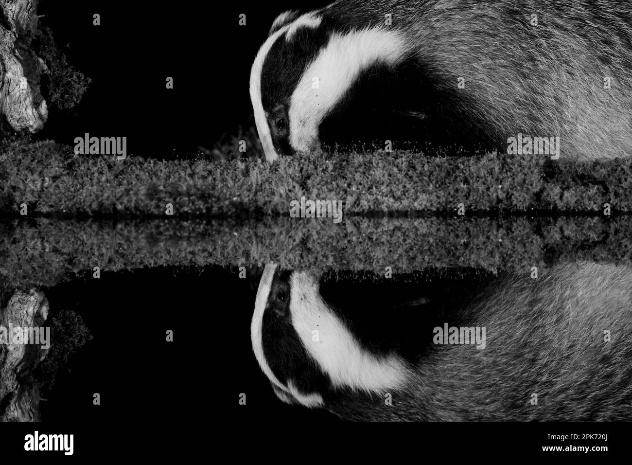 Badger mit Reflexionen in Großbritannien Stockfoto