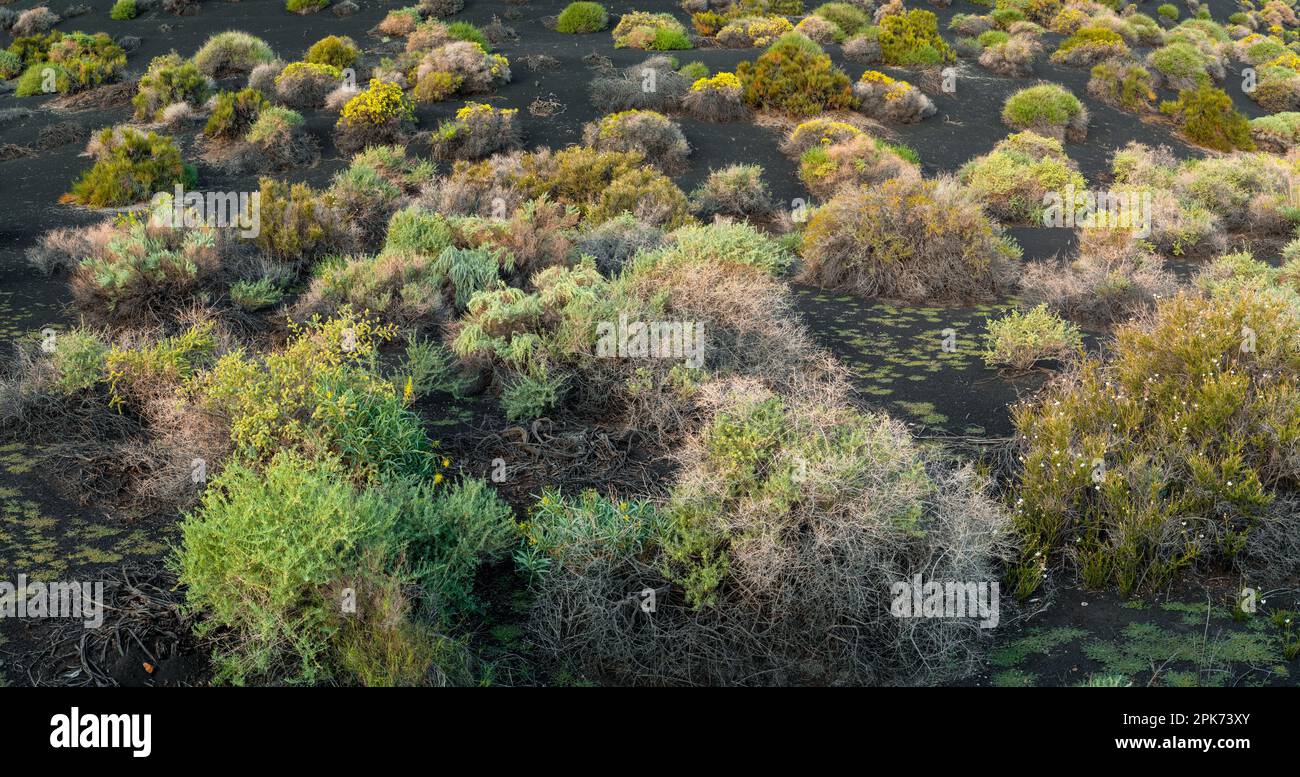 Salbei, Rabbitbrush und Cliffrose auf einem Hügel aus schwarzem Asche, Wupatki National Monument, Coconino County, Arizona, USA Stockfoto