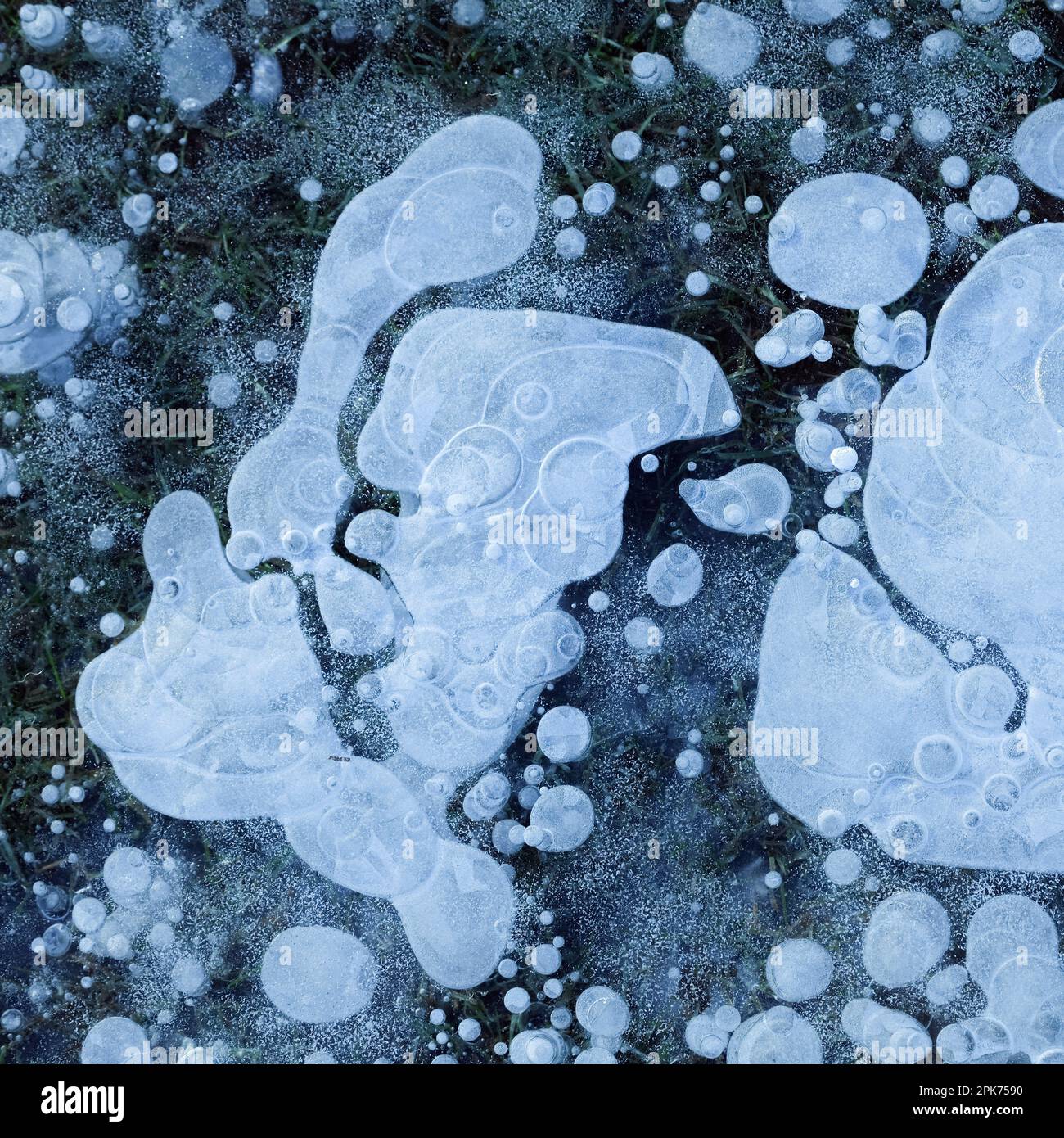 Luftblasen... Eis ( Winterflut 2020/2021 ), Eisschicht mit gefrorenen Luftblasen auf einer Wiese überflutet und gefroren bei starkem Frost im Rheinland Stockfoto
