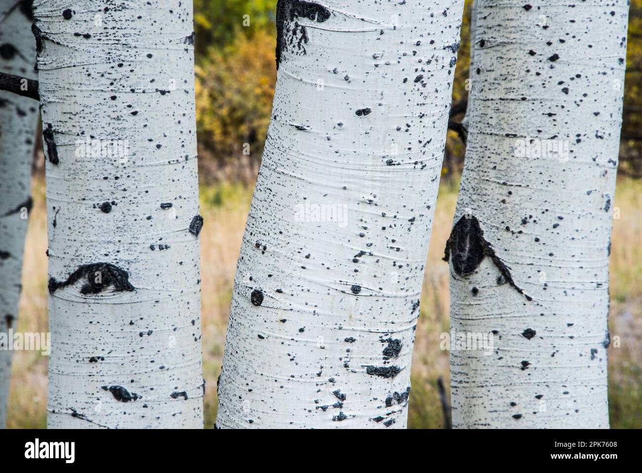 Aus nächster Nähe gibt es Aspen-Stämme, grafische Designelemente, den Grand Teton National Park, Wyoming, USA Stockfoto