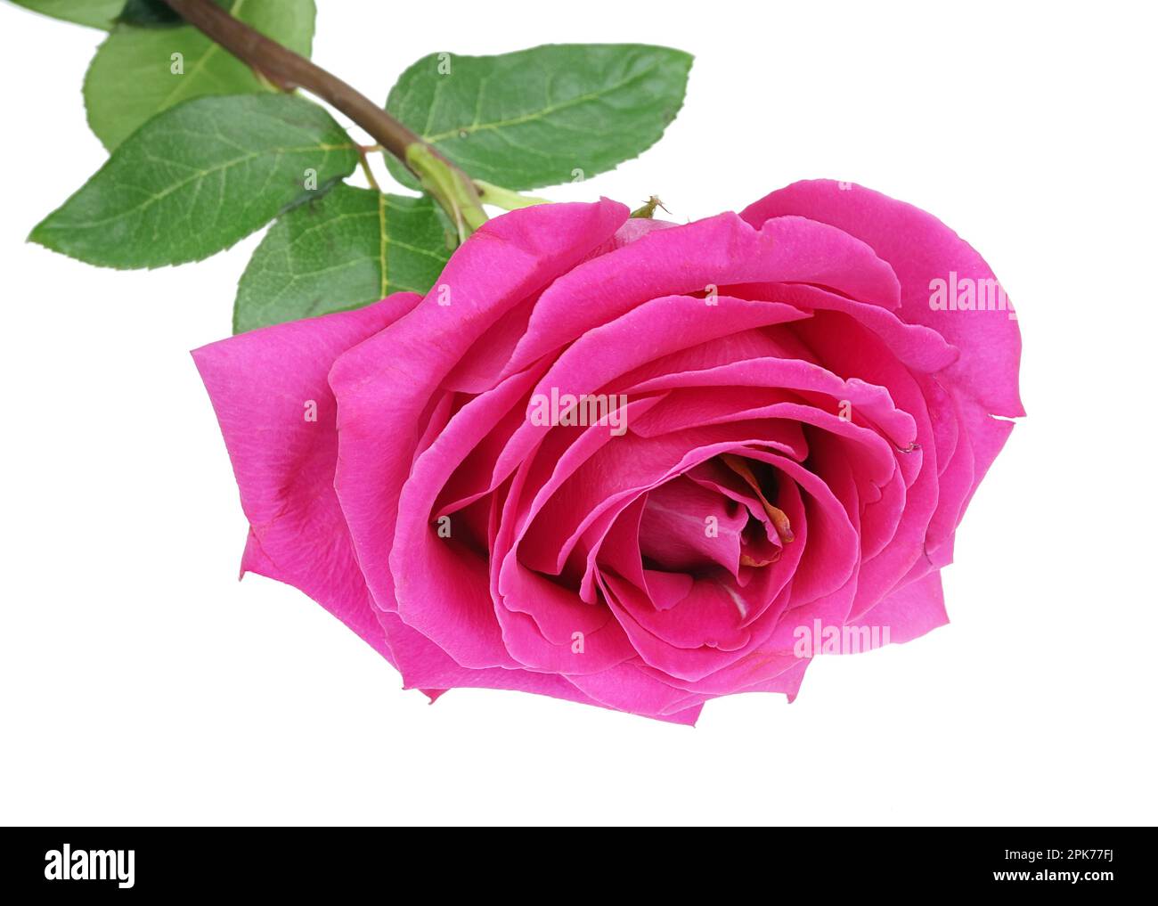 Eine große rosa Rose liegt auf dem Tisch in Nahaufnahme. Isoliert auf weiß Stockfoto