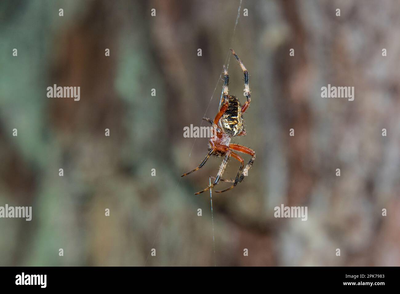 Große bunte Spinne in einem Netz im Great Dismal Swamp, NWR, Virginia, USA Stockfoto