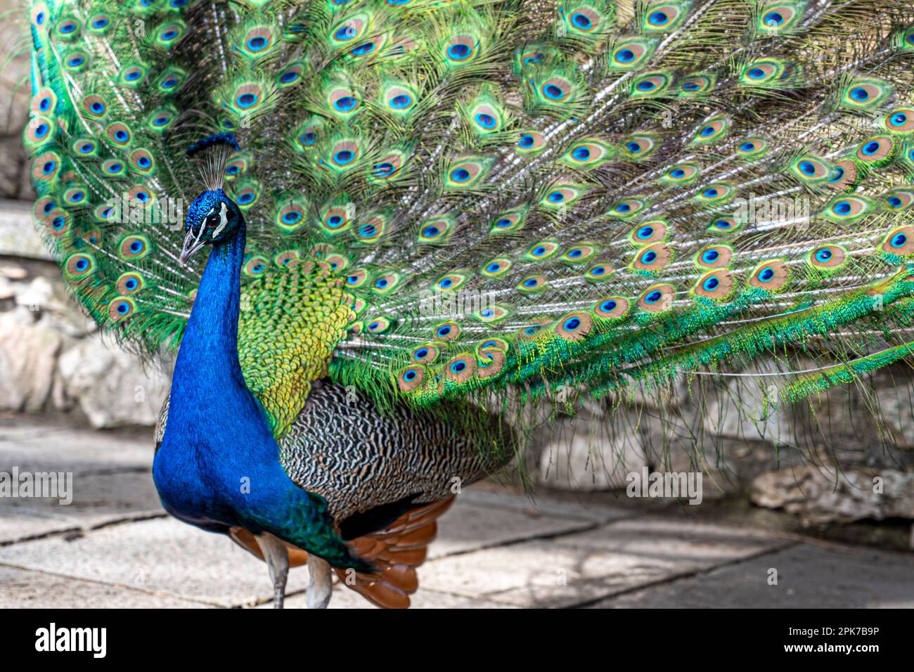 Männlicher großer Pfau in Lissabon Stockfoto
