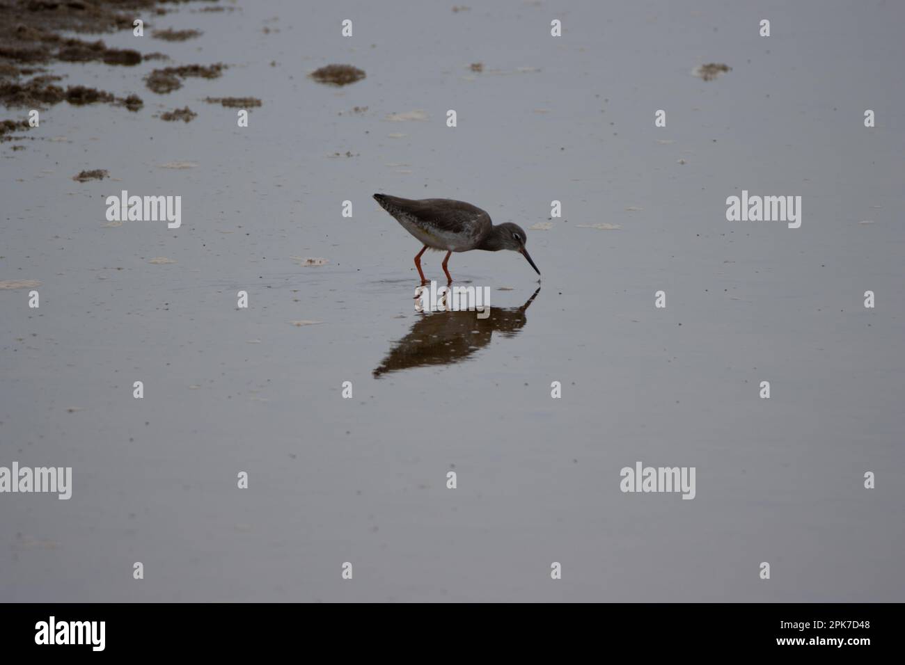 Kleiner Wasservogel auf der Suche nach Nahrung in flachem Wasser (2) Stockfoto