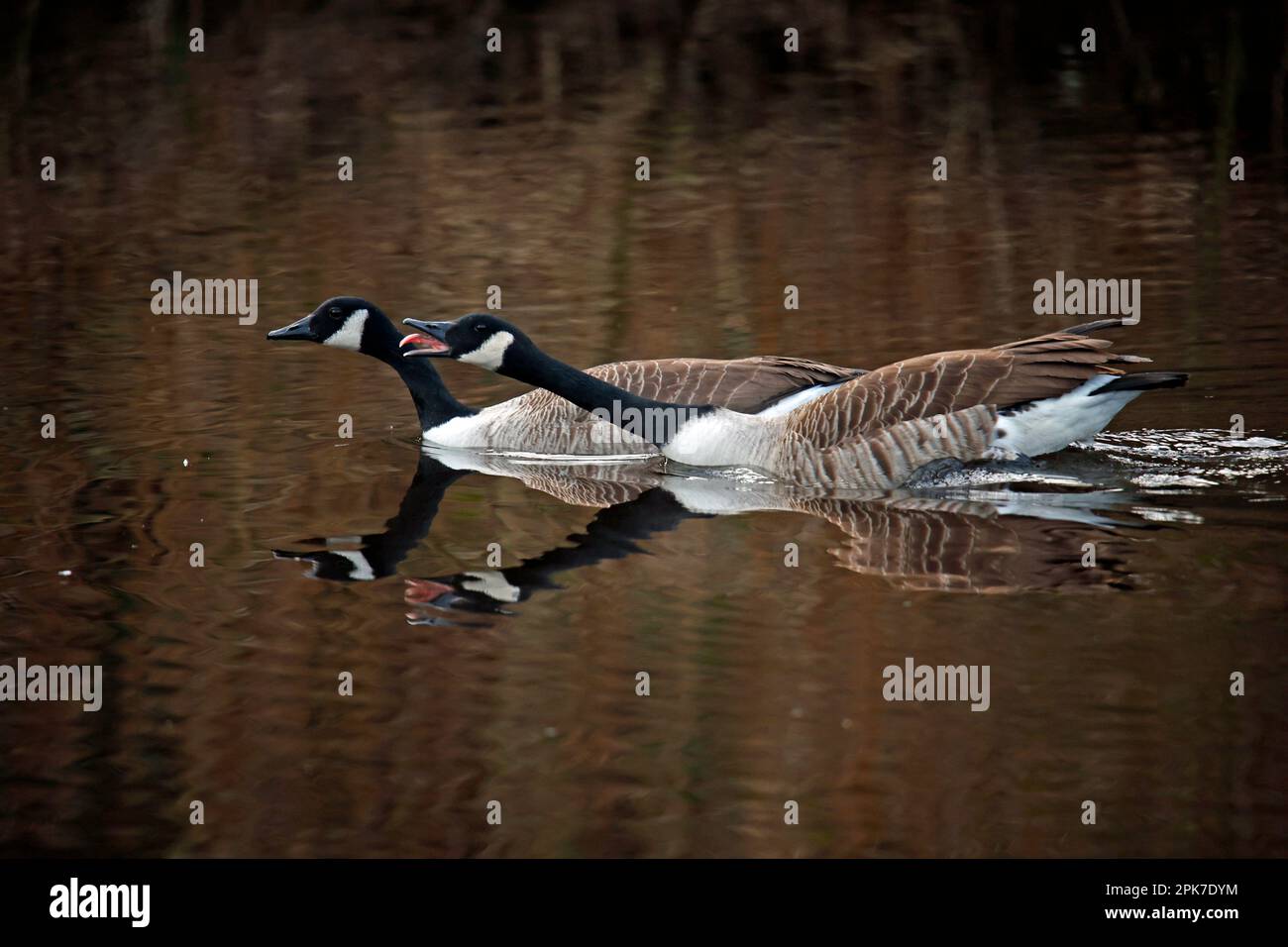 Kanadische Gänse, die sich auf die Zuchtsaison vorbereiten Stockfoto