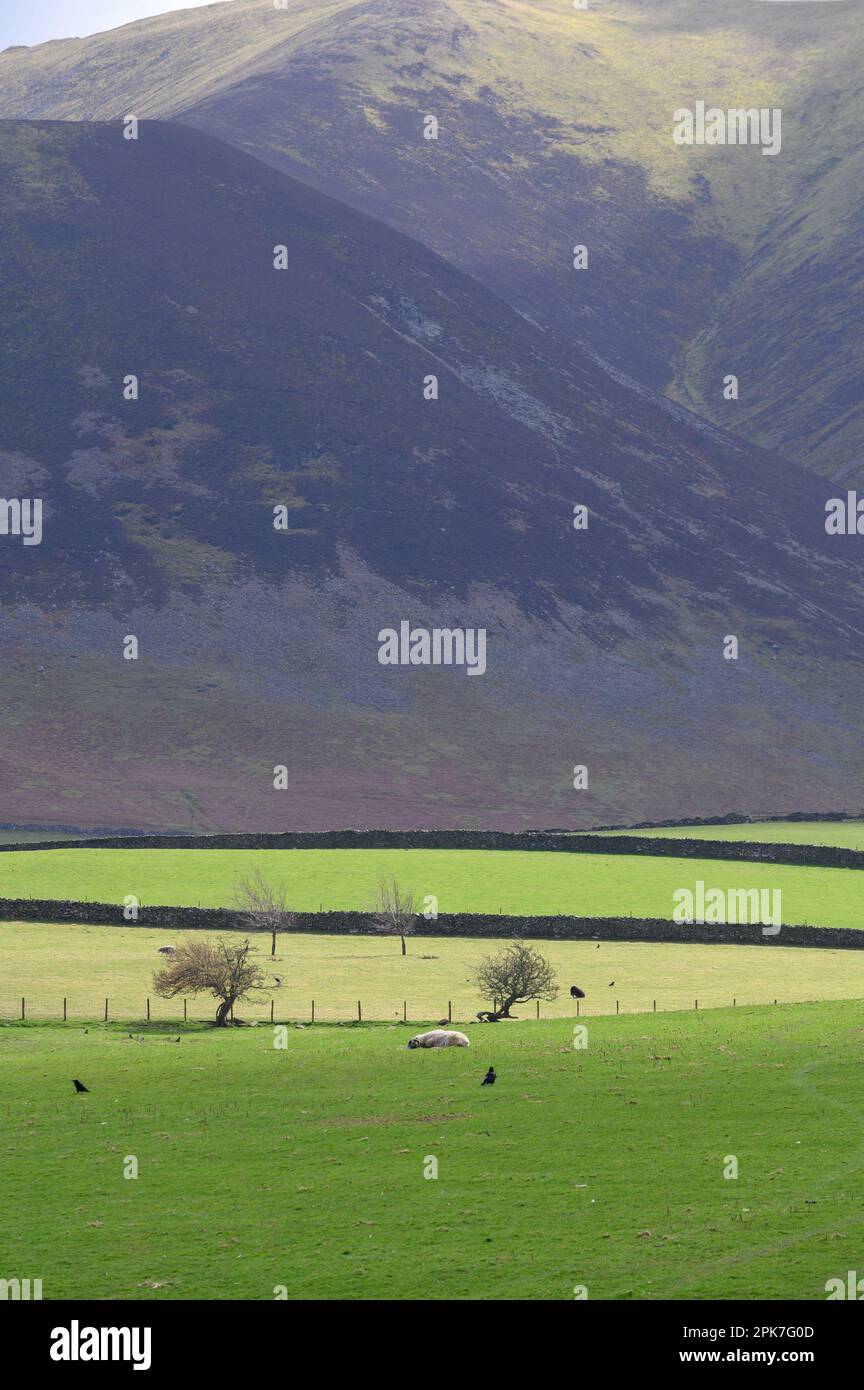 Typische Landschaft des Lake District Northern Lake District in der Nähe von Bassenthwaite, Cumbria, Großbritannien Stockfoto