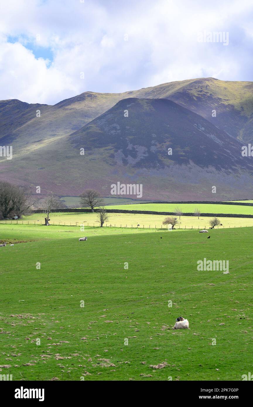 Typische Landschaft des Lake District Northern Lake District in der Nähe von Bassenthwaite, Cumbria, Großbritannien Stockfoto