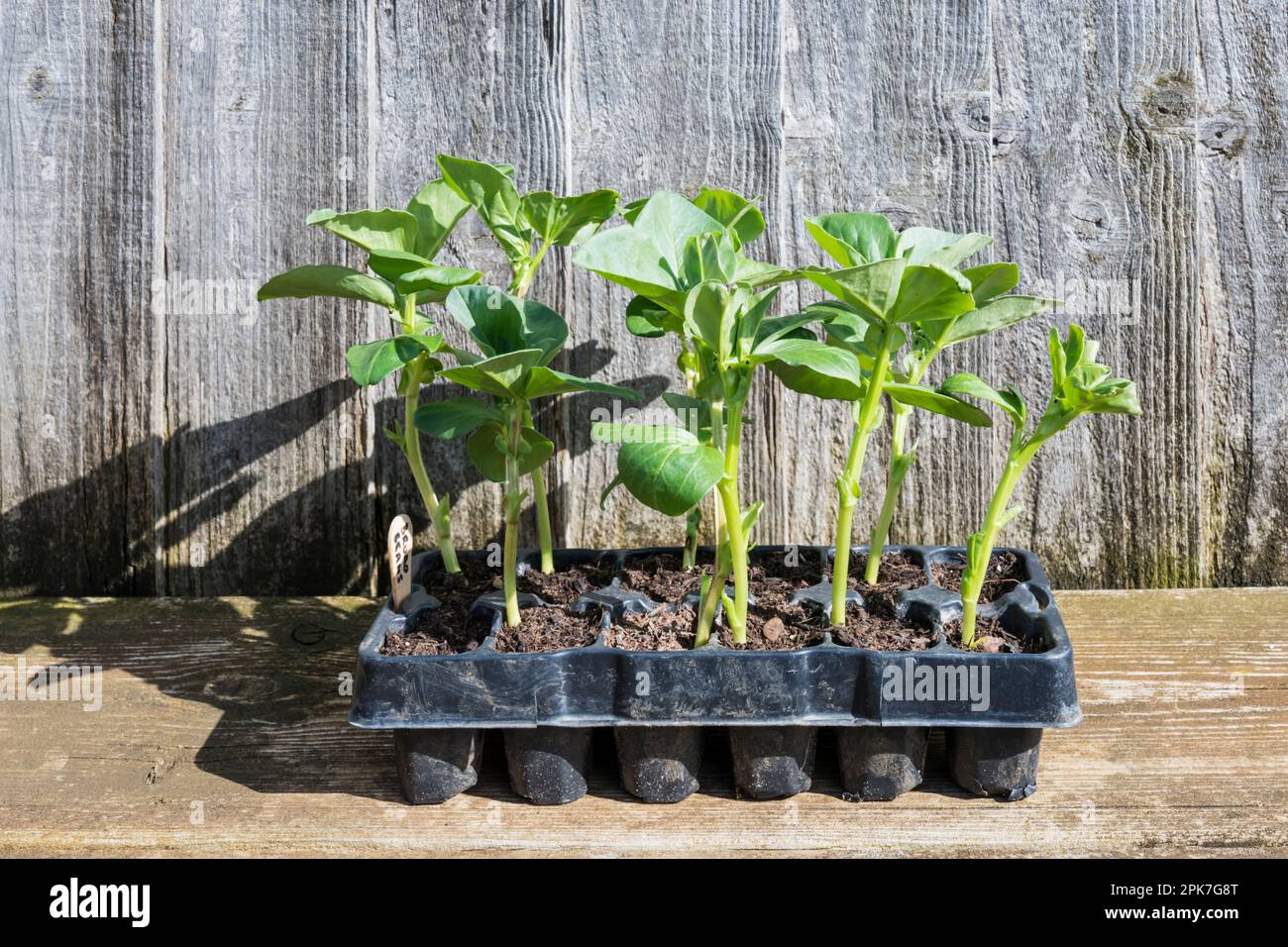 Brotbohnen, Vicia Faba „Bunyards Exhibition“, die in einem Saatgut wachsen und darauf warten, ausgepflanzt zu werden. Stockfoto