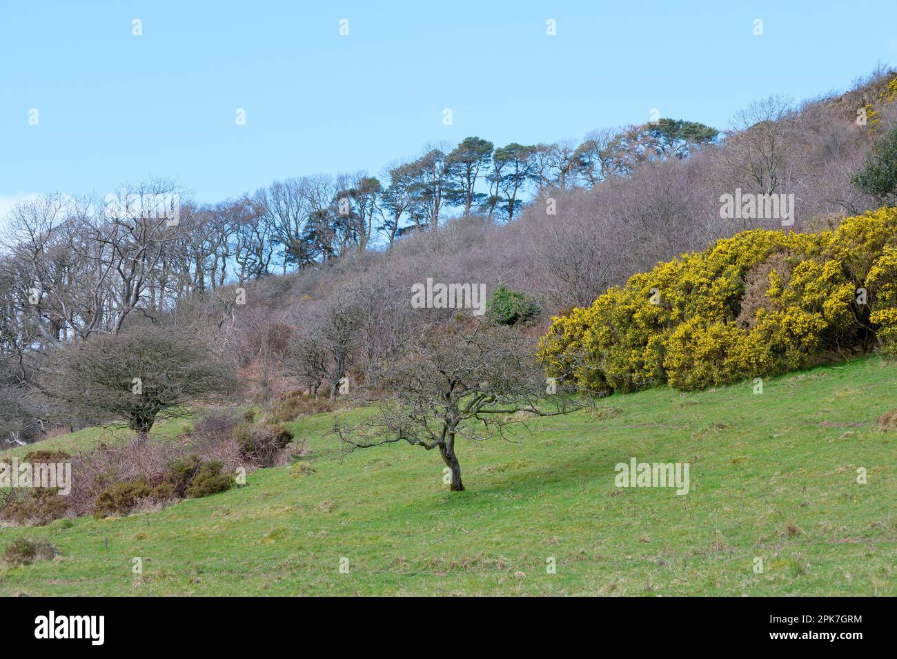 Typische Landschaft des Lake District Northern Lake District in der Nähe von Bassenthwaite, Cumbria, Großbritannien Stockfoto