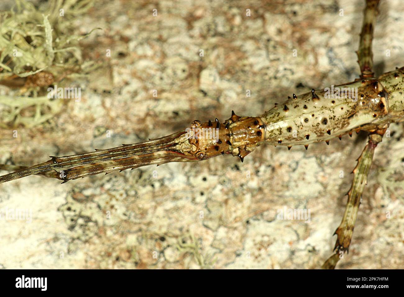 Stachelinsekte (Acanthoxyla sp.) Stockfoto