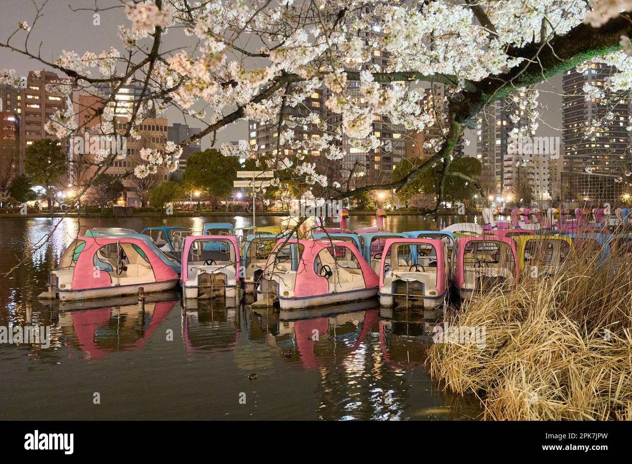 Sakura, Kirschblüten, in der Nacht am Shinobazu-Teich im Ueno-Park Stockfoto