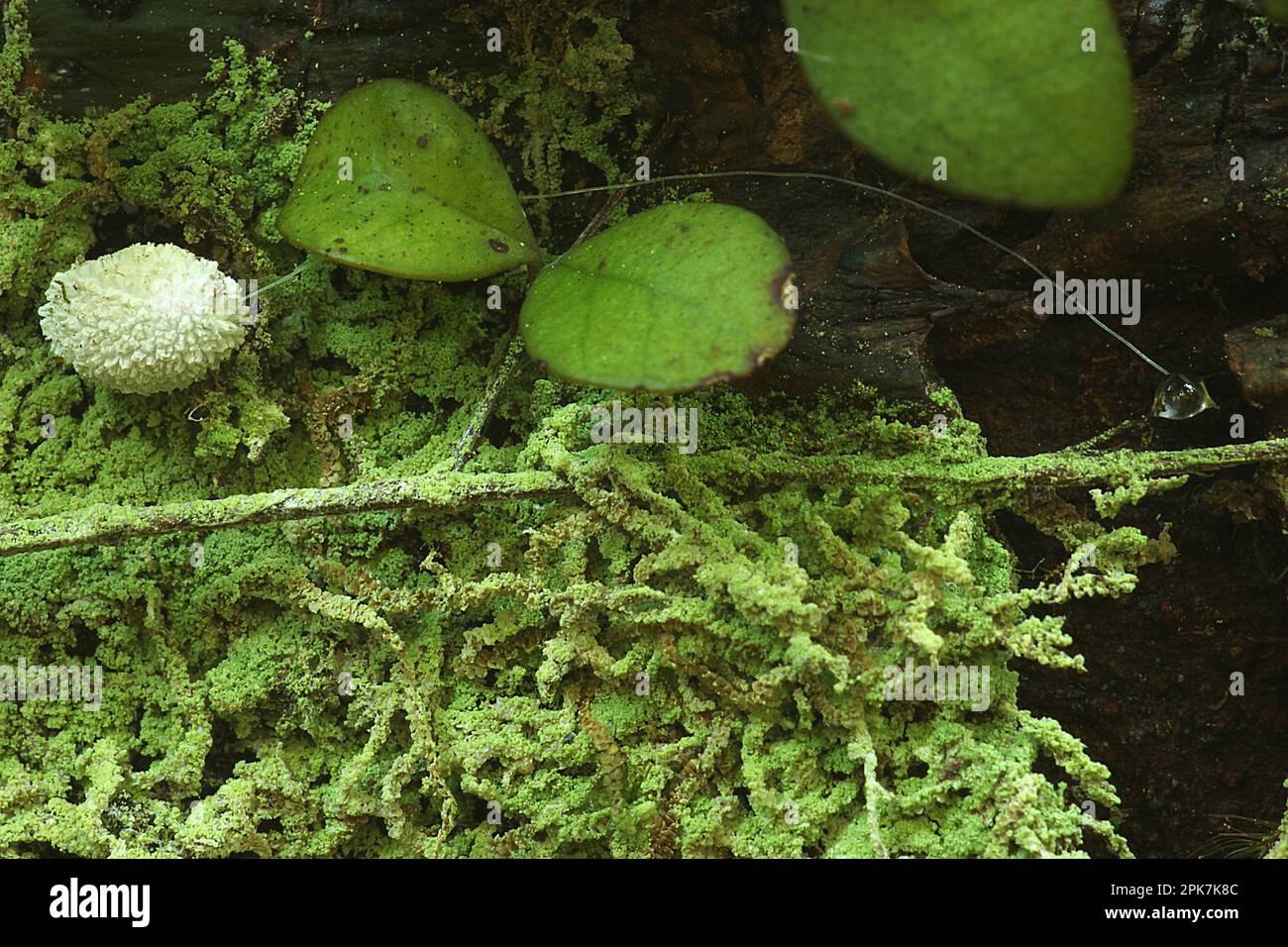 Kalk-Insekten (Coccoides sp.) Mit Honigtaurohr Stockfoto