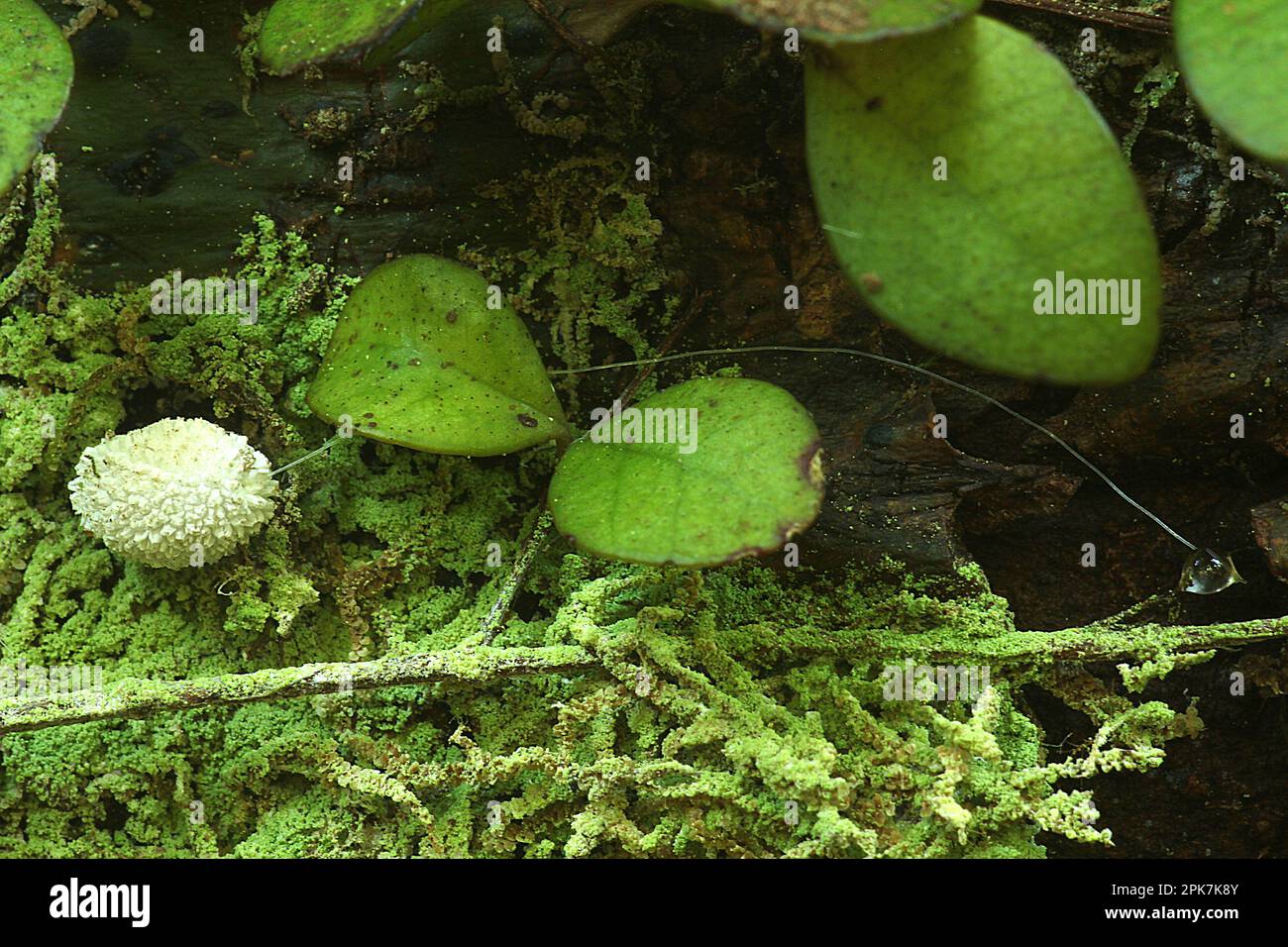 Kalk-Insekten (Coccoides sp.) Mit Honigtaurohr Stockfoto