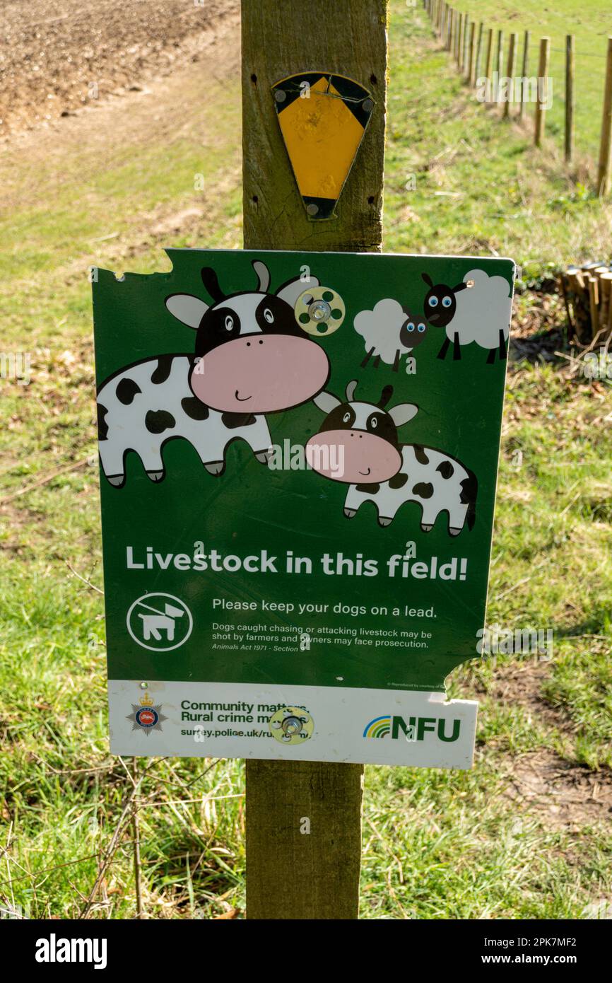 Vieh auf diesem Feld! schild, Surrey, Großbritannien Stockfoto