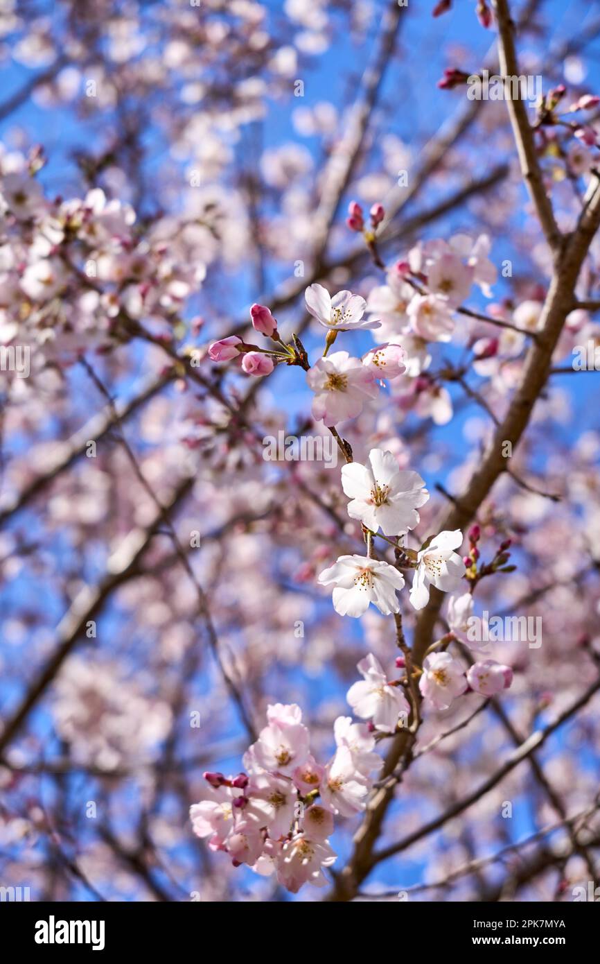 Sakura, Cherry Brossoms Stockfoto