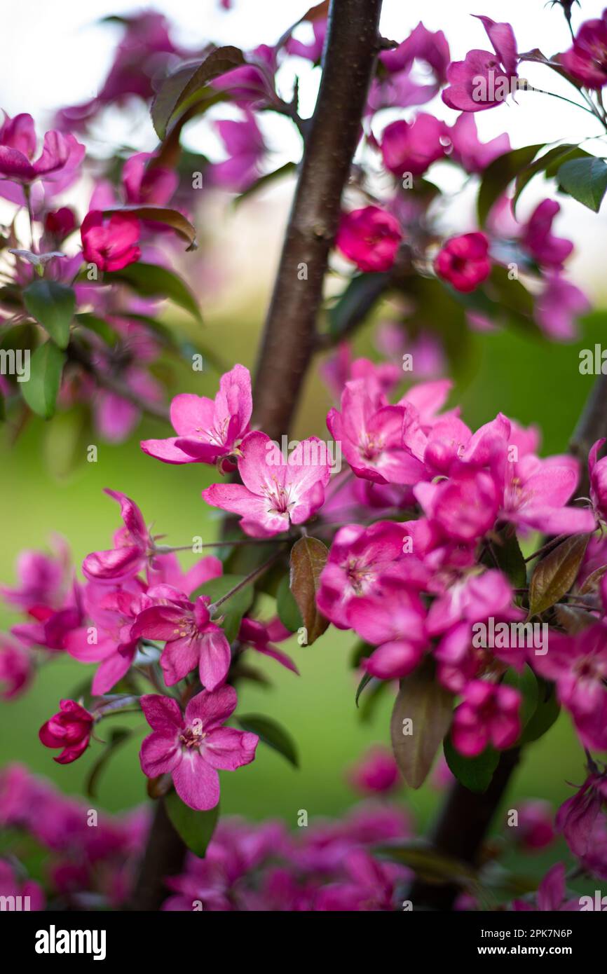 Blühende Blume auf Obstbaum im Freien Frühling Stockfoto