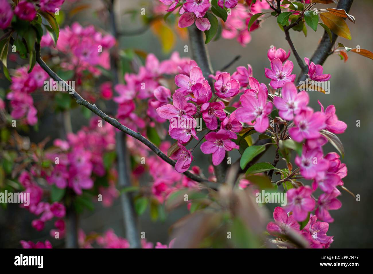 Blühende Blüten auf Obstbäumen im Frühling im Freien Stockfoto