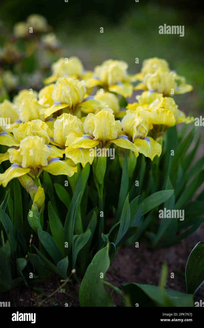 Blühende Blume gelbe Irisblume im Freien mit Frühlingshintergrund Stockfoto